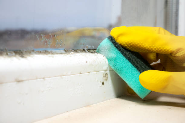 Best Black Mold Removal  in Wolcottville, IN